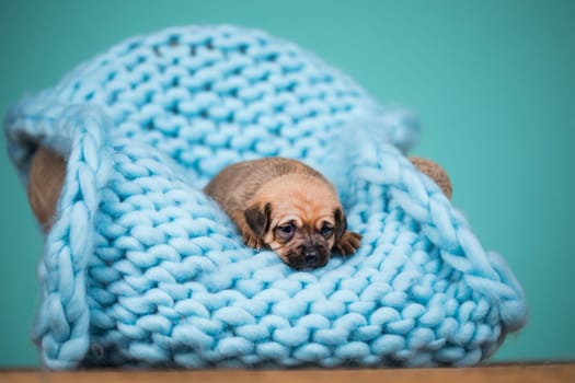 Little cute puppies are sleeping on a blanket