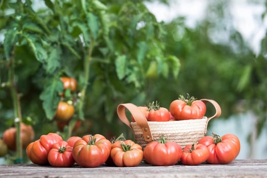 Red Tomatoes in a Greenhouse, organic food