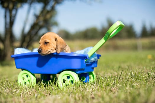 Cute dog in a toy wagon on the grass