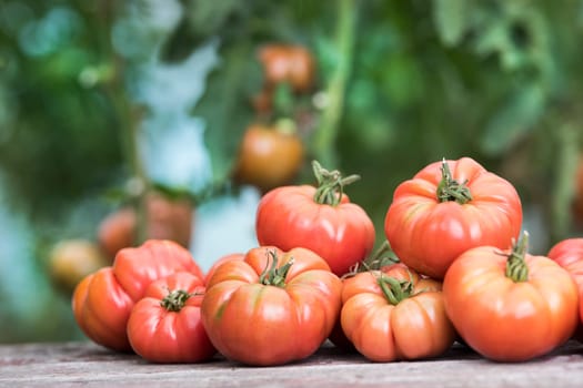 Tomatoes vegetable garden, organic products