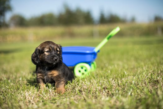 Beautiful little puppies in a toy wagon on the grass
