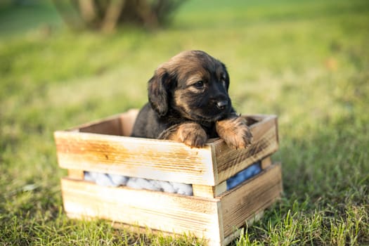 Cute little dog in a wooden crate on the grass