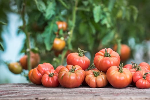Red Tomatoes in a Greenhouse, organic food