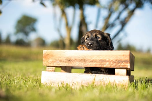 A happy puppy dog a wooden crate on the grass