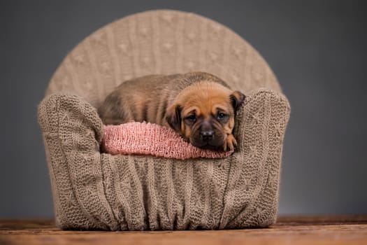 Dog sleep on a small wooden bed