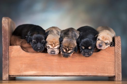 Little puppies sleeping in bed