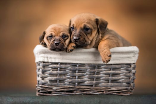 Little dogs in a wicker basket