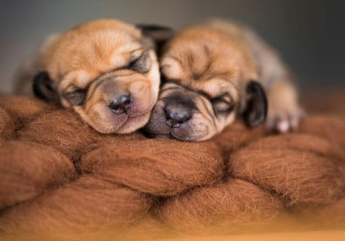A beautiful little dog sleeps on a blanket