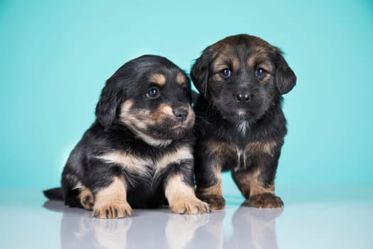 Two dogs puppy animals concept