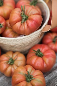 Red Tomatoes in a Greenhouse, organic food