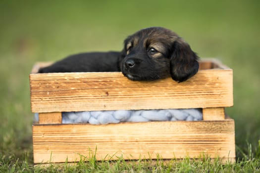 Cute little dog in a wooden crate on the grass