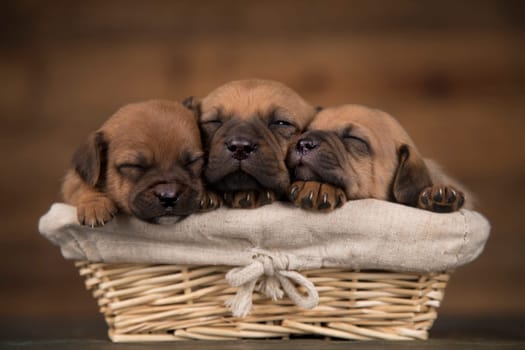 Little dogs in a wicker basket