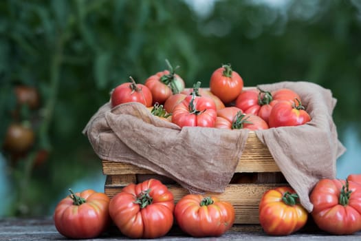 Vegetables, Tomatoes,  on desk in garden
