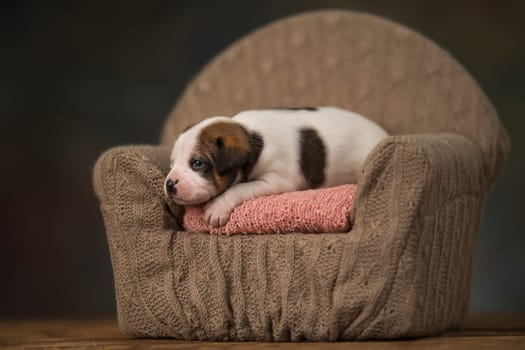 Cute puppy dog sleeping in its bed
