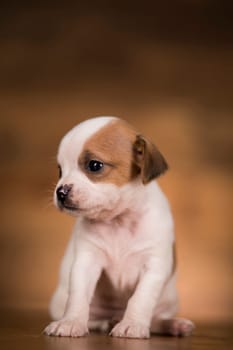 Small dog on a wooden background