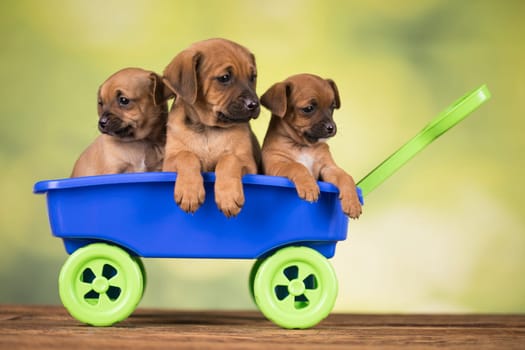 Cute doggies in a toy wagon