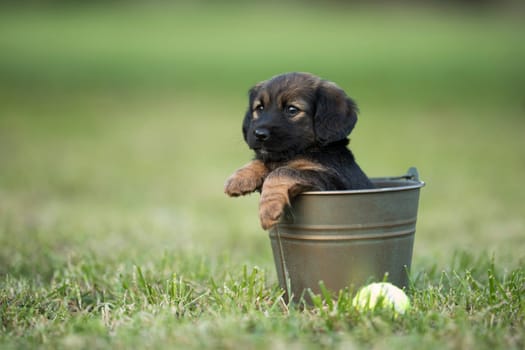 Dog in a metal bucket