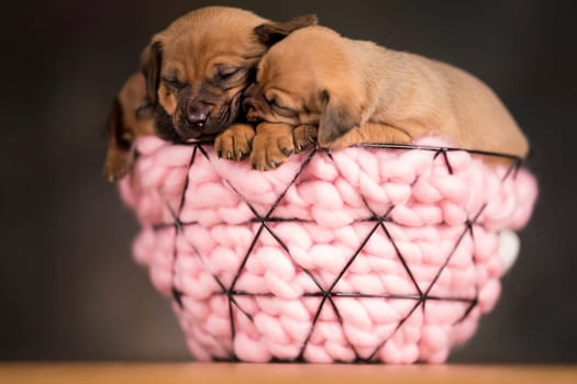 Sleeping dogs in a metal basket