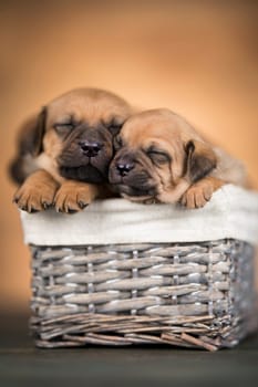 Little dogs in a wicker basket