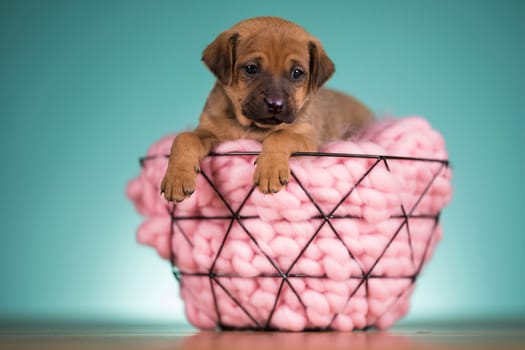Beautiful happy puppy dog a metal basket
