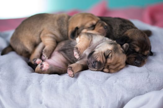 Cute puppy dog sleeping, animals concept