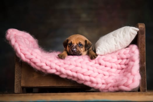 Little puppy breed is sleeping