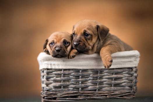 Small puppies in a wicker basket