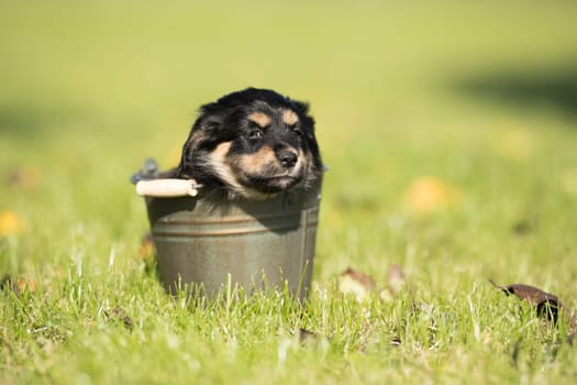 Dog in a metal bucket
