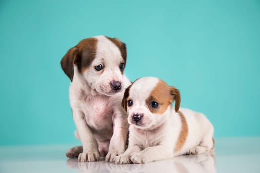 Two little dogs, puppy, animals concept