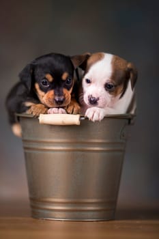 Dogs in a metal bucket