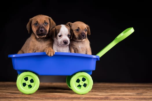 Beautiful little puppies in a toy wagon