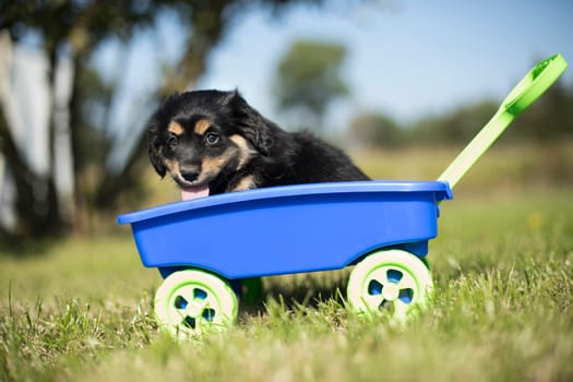 Cute dog in a toy wagon on the grass