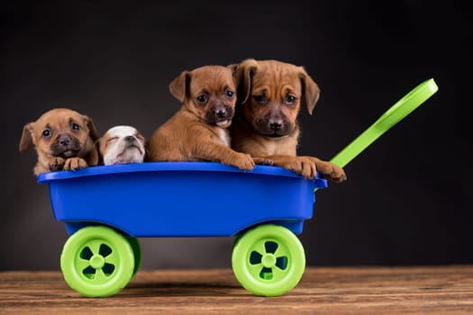 Beautiful little puppies in a toy wagon