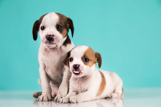Two little dogs, puppy, animals concept