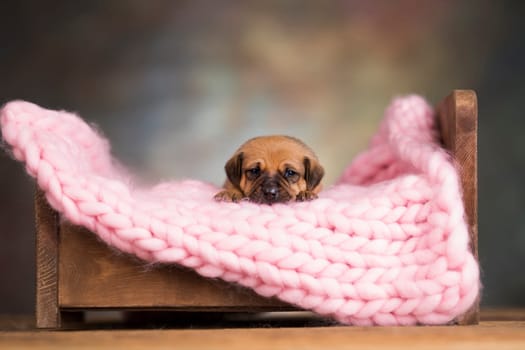 Dog sleep on a small wooden bed