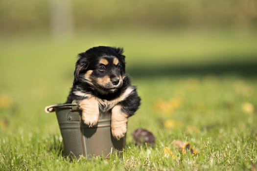A small dog in a metal bucket