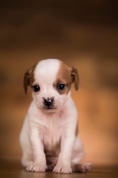 Dog on a wooden background