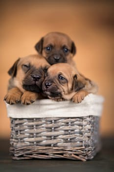 Small puppies in a wicker basket