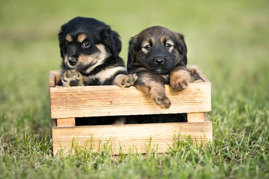 Two dog in a wooden crate on the grass