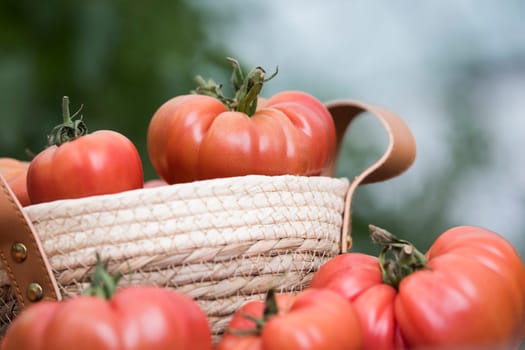 Tomatoes vegetable garden, organic products