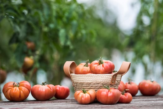 Vegetables, Tomatoes,  on desk in garden