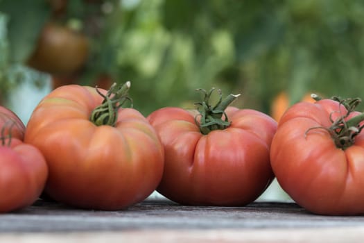 Red Tomatoes in a Greenhouse, organic food