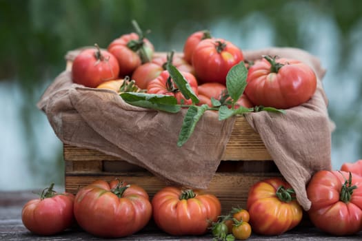 Fresh tomatoes in a wooden crate