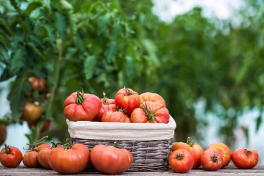 Vegetables, tomatoes on wooden desk