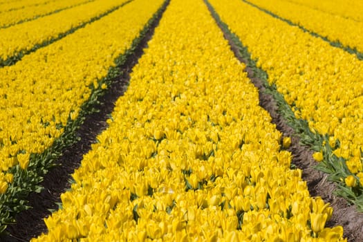 tulip field in the Netherlands - yellow  tulips