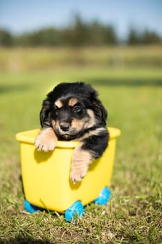 Little dog in a toy wagon on the grass