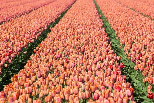 tulip field in the Netherlands - red  tulips
