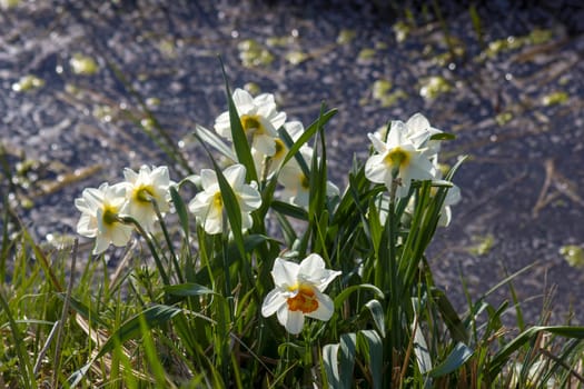 narcissus flowers in the Netherlands - white daffodil flowers