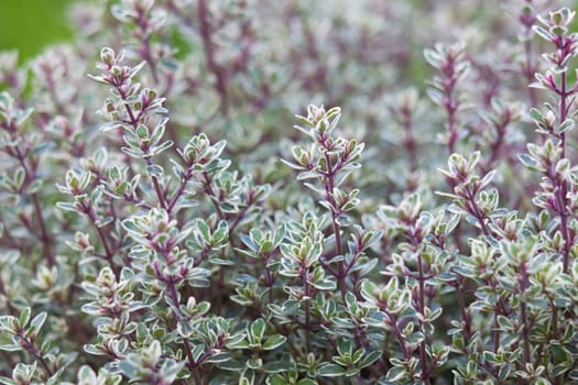 thyme in a garden - close up