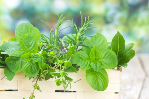 Freshly harvested herbs in a basket